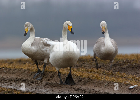 Whooper Swan (Cygnus cygnus) per adulti e ragazzi a piedi su un campo irrorato con Round-up Foto Stock