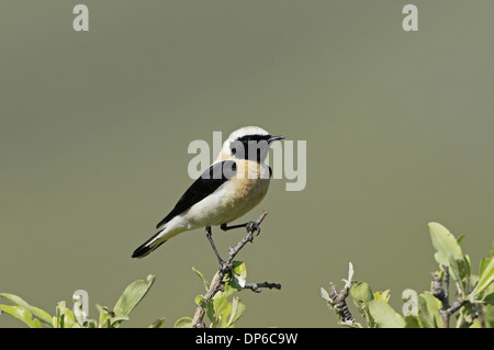 Nero orientale-eared culbianco (Oenanthe hispanica melanoleuca) "black-throated' formano maschio adulto estate piumaggio appollaiato sulla boccola Foto Stock