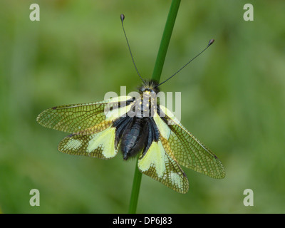 Ascalaphid (Libelloides longicornis) femmina adulta, in appoggio sul gambo di erba, Alpi Italiane, Italia, Luglio Foto Stock