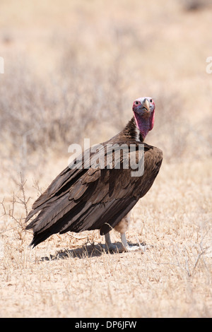 Lappet-Faced Vulture (torgos tracheliotos) a uccidere nel Kalahari, Sud Africa Foto Stock