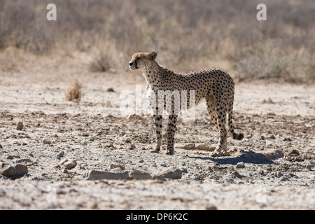 Cheetah maschio nel Kalahari Foto Stock