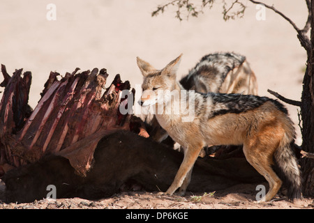 Nero-backed Jackal con kill nel Kalahari Foto Stock