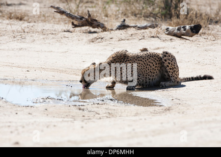 Cheetah maschio di bere a waterhole nel Kalahari Foto Stock