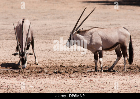 Gemsbok bere a waterhole nel deserto del Kalahari Foto Stock