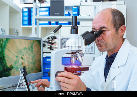 Scienziato esamina i campioni di biopsia Foto Stock