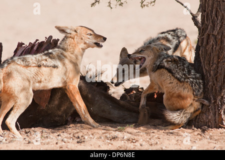 Nero-backed Jackal con kill nel Kalahari Foto Stock