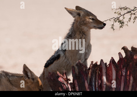 Nero-backed Jackal con kill nel Kalahari Foto Stock