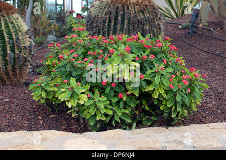 La corona di spine (vegetali di Euphorbia milii), Caleta de Fuste, Fuerteventura, Isole Canarie, Spagna. Foto Stock