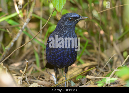 Bella blu sibilo tordo (Myiophoneus caeruleus) nella foresta thailandese Foto Stock