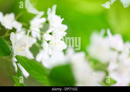 Bellissimo il verde fogliame contrasti dolce delicato fiore bianco Jane Ann Butler JABP Fotografia816 Foto Stock