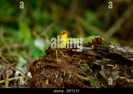 Bella di castagne e intitolata Tesia (Tesia castaneocoronata) stando a terra Foto Stock