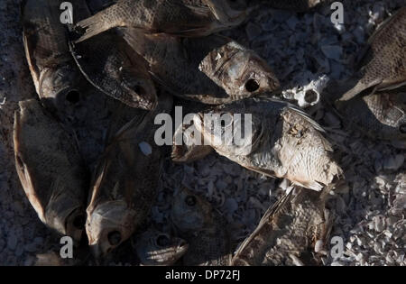 Oct 28, 2006; Salton Sea, CA, Stati Uniti d'America; morta di pesci di Tilapia linea rive sul lato est del Salton Sea, in Imperial County, California. I bassi livelli di oxgen nell'acqua provoca il pesce a morire. Salton Sea California è la più grande, spanning 375 miglia lungo il bacino del deserto chiamato Salton Sink. Credito: Foto da Kat Woronowicz/ZUMA premere. (©) Copyright 2006 da Kat Woronow Foto Stock