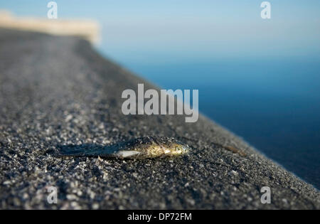 Oct 28, 2006; Salton Sea, CA, Stati Uniti d'America; un punto morto di pesci di Tilapia sul lato est del Salton Sea, in Imperial County, California. I bassi livelli di oxgen nell'acqua provoca il pesce a morire. Salton Sea California è la più grande, spanning 375 miglia lungo il bacino del deserto chiamato Salton Sink. Credito: Foto da Kat Woronowicz/ZUMA premere. (©) Copyright 2006 da Kat Woronowicz Foto Stock