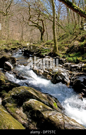 L'Oriente Lyn fiume precipita verso il North Devon Coast vicino a Rockford Foto Stock