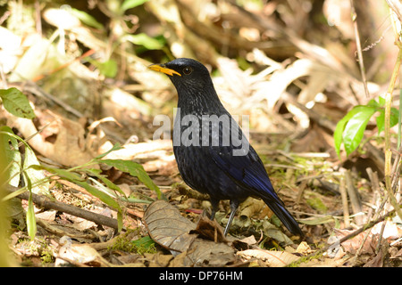 Bella blu sibilo tordo (Myiophoneus caeruleus) nella foresta thailandese Foto Stock