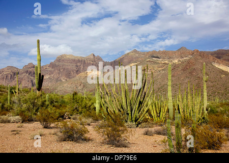 Vista di organo a canne Cactus monumento nazionale, Arizona, Stati Uniti d'America, Stati Uniti d'America. Paesaggio, natura, deserto, piante Foto Stock