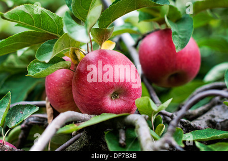 Ramo di albero di mele con frutti- immagine stock Foto Stock