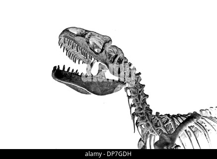 L'assemblato resti fossili di una Tyranasaurus, isolata su uno sfondo bianco. Foto Stock