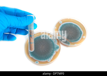 Tubo con sostanze chimiche e funghi sulla piastra di agar, sfondo bianco Foto Stock