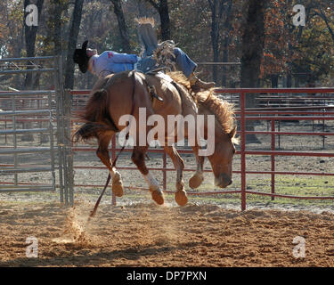 Nov 27, 2006; Malakoff, TX, Stati Uniti d'America; Royce Ford, uno dei mondi top quattro bareback riders, e si diresse al National Finals Rodeo a Las Vegas la prossima settimana si ottiene il completo trattamento cowboy da una PRCA bronc ha spronato per otto secondi al rodeo scuola presso un ranch. Gli studenti provengono da Australia, Canada, California e dagli stati vicini alla zona del Texas dove il la maggior parte delle giornate mondiali Foto Stock