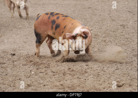 Maiale domestico Pietrain incroci di adulto di cambiare direzione mentre si esegue in campo commerciale unità freerange Suffolk in Inghilterra Foto Stock