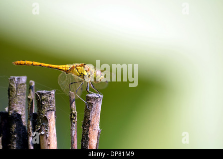 Dragonfly in camuffamento in legno marrone sfondo verde Foto Stock