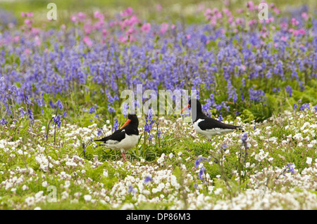 Eurasian Oystercatcher (Haematopus ostralegus) Coppia adulta piumaggio di allevamento in piedi nel prato di fiori selvaggi con Bluebell Foto Stock