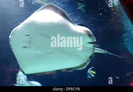 Settembre 29, 2006 - Las Vegas, NEV, STATI UNITI D'AMERICA - Una vista di un stingray che per nuotare in un acquario che si trova nei negozi di cesari Palace Hotel e Casinò che si trova nella Strip di Las Vegas. Las Vegas è situata nel deserto del Nevada negli Stati Uniti occidentali, è il gioco d'azzardo capitale del mondo. Si tratta di una città che non smette mai di come tutto è aperto 24 ore al giorno. Se siete stanchi di Foto Stock