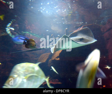 Settembre 29, 2006 - Las Vegas, NEV, STATI UNITI D'AMERICA - Una vista di un stingray che nuotare in un acquario che si trova nei negozi di cesari Palace Hotel e Casinò che si trova nella Strip di Las Vegas. Las Vegas è situata nel deserto del Nevada negli Stati Uniti occidentali, è il gioco d'azzardo capitale del mondo. Si tratta di una città che non smette mai di come tutto è aperto 24 ore al giorno. Se siete stanchi di Foto Stock