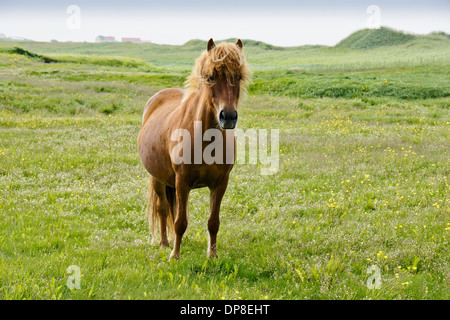 Cavallo islandese pascolare nel campo, Islanda Foto Stock