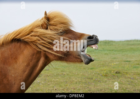 Cavallo islandese sbadigli (o ridere), Islanda Foto Stock