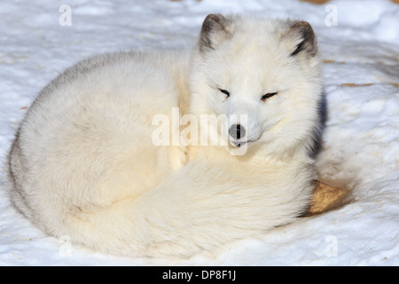 La volpe artica (Alopex lagopus), chiamato anche il white fox, neve fox, o volpe polare è una specie nativa per regioni artiche Foto Stock