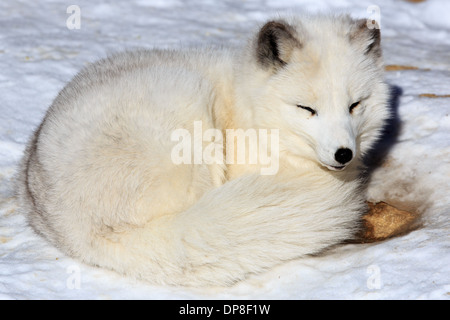 La volpe artica (Alopex lagopus), chiamato anche il white fox, neve fox, o volpe polare è una specie nativa per regioni artiche Foto Stock