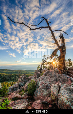 Set di sole attraverso i bracci di una antica struttura intrecciata nelle Montagne Rocciose del Colorado Foto Stock