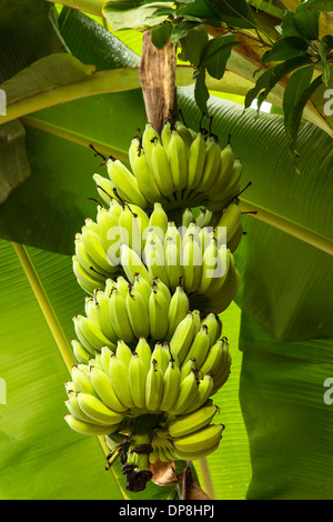 Banane su un albero di banana Foto Stock