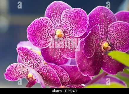 Vanda fiori di orchidea close up. Foto Stock