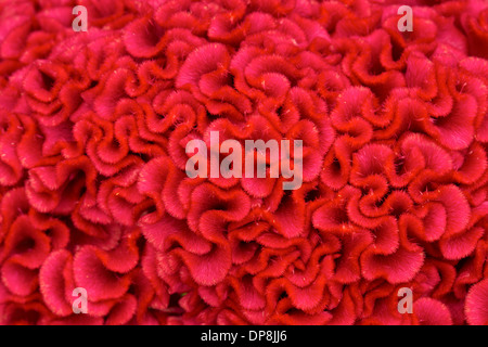 Un bel colpo macro dei petali di un fiore rosso Foto Stock