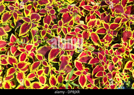 Bright Foglie di piante coleus, come sfondo Foto Stock