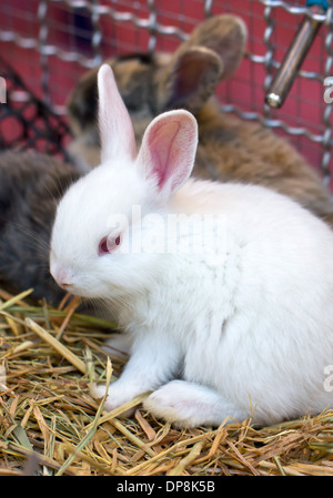 Giovani di coniglio bianco. Foto Stock