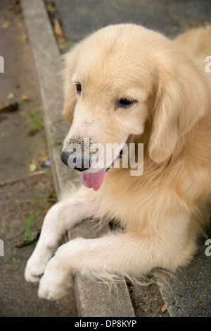 Un simpatico cane, golden retriever che stabilisce sorridente bloccato la sua lingua, felice e rilassato Foto Stock