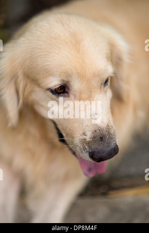 Cute cane, golden retriever, vicino fino alla ricerca di distanza, con la lingua fuori Foto Stock