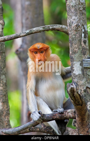 Proboscide monkey Foto Stock