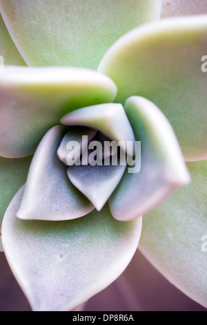 Succulento cactus flower closeup Foto Stock