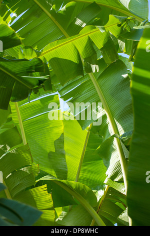Banane verdi di foglie di palma sullo sfondo di Sun Foto Stock