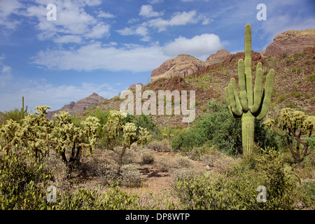 Vista di organo a canne Cactus monumento nazionale, Arizona, Stati Uniti d'America, Stati Uniti d'America. Paesaggio, natura, deserto, piante Foto Stock