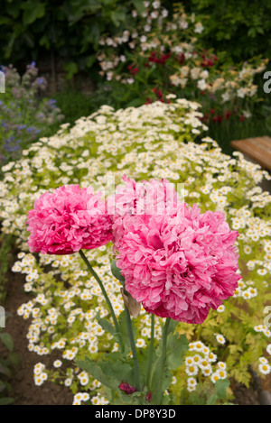 Rosa doppia papaver orientale in piante erbacee di confine Foto Stock