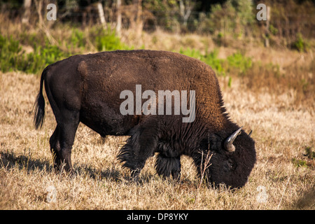 I bisonti americani (Bison bison), noto anche come il bufalo americano il pascolo in un campo di erba nella Florida Centrale Foto Stock