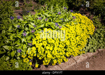 Il giallo delle brattee di euphorbia polychroma nella primavera del confine in Regno Unito Foto Stock