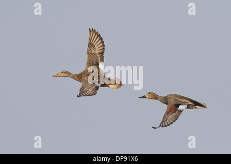 Una coppia di canapiglia (Anas strepera) in volo al lago vicino a Chhappar Taal, Rajasthan, India. Foto Stock