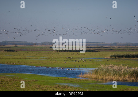 Gregge migratori di Oche facciabianca volano su riserva Oostvaardersplassen nei Paesi Bassi Foto Stock